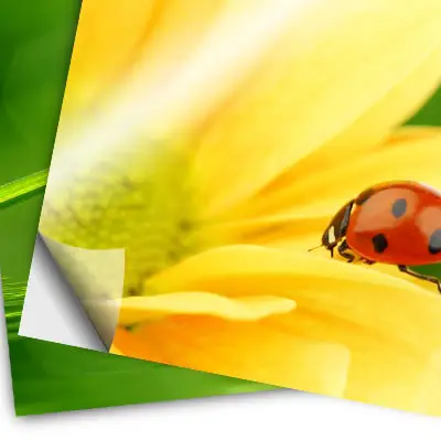 Adhesivo transparente brillante